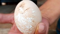 Selain itu, burung ini memiliki keunikan lain seperti menimbun telurnya ke dalam tanah untuk menjaga dari predator.  Dari sisi fisik, burung ini mirip seperti ayam dengan ukuran tinggi sekitar 35 cm. (dok. TN Babul)