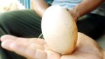 Foto: Spesies Burung Langka Ditemukan di Sulawesi Selatan