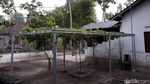 Foto: Secercah Inspirasi dari Kampung Anggur Bantul