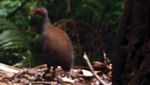 Foto: Spesies Burung Langka Ditemukan di Sulawesi Selatan