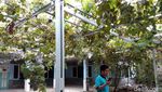 Foto: Secercah Inspirasi dari Kampung Anggur Bantul
