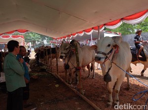Jajaran Sapi Raksasa Bertarung Perebutkan Piala Bupati Karawang