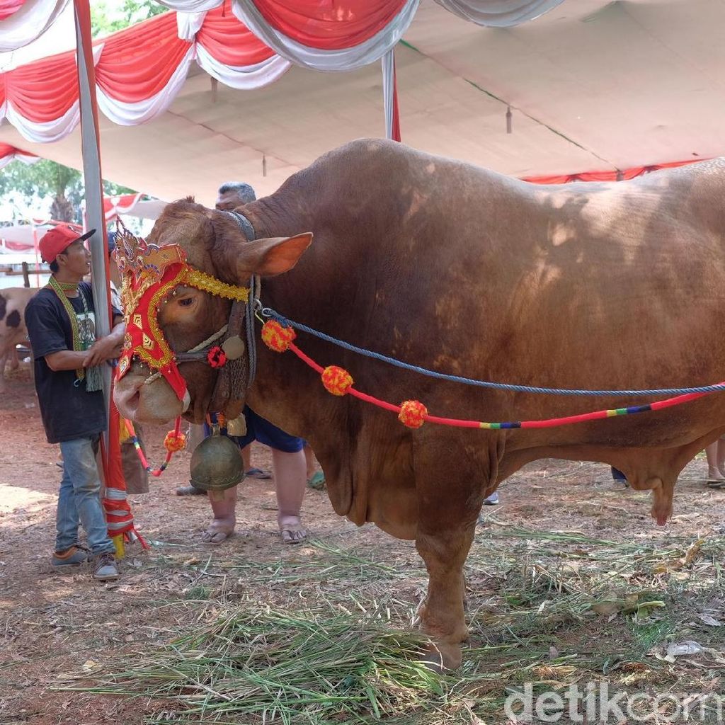 Intip Kontes Sapi Jumbo di Karawang Intip Kontes Sapi Jumbo di Karawang
