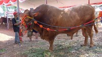 Dalam kontes yang digelar Asosiasi Peternak dan Penggemuk Sapi Indonesia (APPSI) itu hadir sapi-sapi ukuran besar dari berbagai daerah di Indonesia. Tingginya bahkan melebihi pria dewasa.