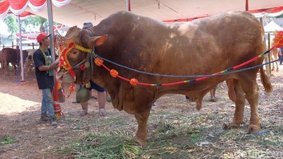Intip Kontes Sapi Jumbo di Karawang