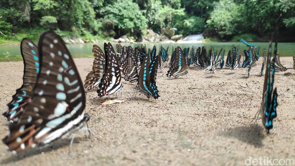 Sejak dahulu, Taman Wisata Alam Bantimurung, Maros, Sulawesi Selatan telah berjuluk Kingdom of Butterfly atau kerajaan kupu-kupu. Dimana ada sekitar 240an spesies kupu-kupu yang hidup di kawasan itu. (moehammad bakrie/detikcom)