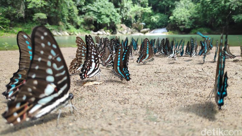 Foto Ribuan Kupu  kupu  di Taman Bantimurung