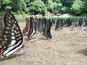 Cantiknya Kerajaan Kupu-kupu di Maros