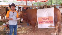 api yang jadi andalan Setio dalam kontes Bupati Cup kali ini adalah Gareng. Setio hakul yakin, sapi jantan seberat 1.023 kg miliknya itu jadi salah satu sapi lokal terbesar di Indonesia. Sebab, kata Setio, bobot Gareng tak jauh dari juara kontes sapi Piala Presiden di Sidoarjo tahun lalu.