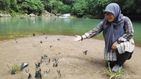 Saat ini, Taman Nasional Bantimurung Bulusaraung mencatat ada 247 jenis spesies kupu-kupu endemik yang hidup di dalam kawasan taman nasional. Lima spesies kupu-kupu diantaranya, telah masuk dalam status hewan dilindungi oleh Pemerintah. (moehammad bakrie/detikcom)
