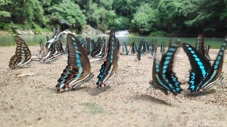 Kupu-kupu di Taman Bantimurung