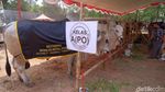 Intip Kontes Sapi Jumbo di Karawang