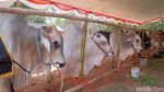 Intip Kontes Sapi Jumbo di Karawang