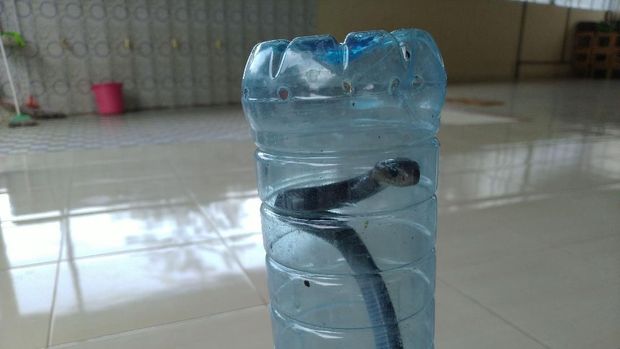 Satu ular kobra ditemukan telah mati dan satu ular lagi kondisinya masih hidup.