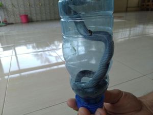 Lagi, Dua Anak Ular Kobra Ditemukan di Dalam Rumah Warga Citayam