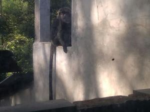 Monyet Liar Masuk Permukiman di Kudus, Serang Kebun dan Rusak Perabotan