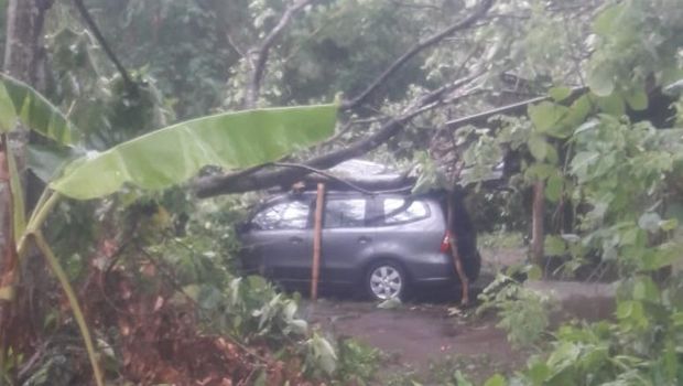 Angin Kencang di Sleman, Pohon Tumbang Timpa Rumah dan Mobil