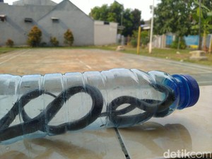 LIPI Jelaskan Penyebab Ular Kobra Muncul di Permukiman Warga Saat Musim Hujan