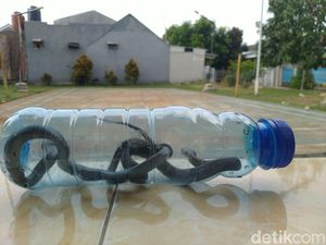 Apa Benar Daging Kobra Mengandung Khasiat dan Nutrisi? Ini Kata Dokter