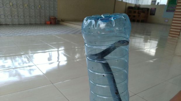 Induk dan sarang ular kobra belum ditemukan.