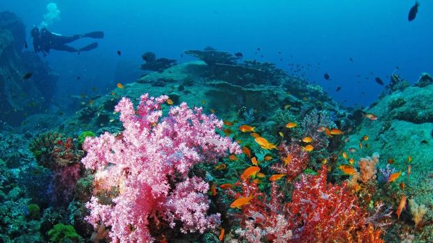 Lupakan Phuket, Ini Similan Harta Karun Thailand