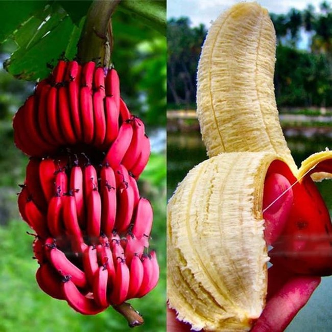 5 Buah Langka! Ada Kiwi hingga Pisang yang Warnanya Merah