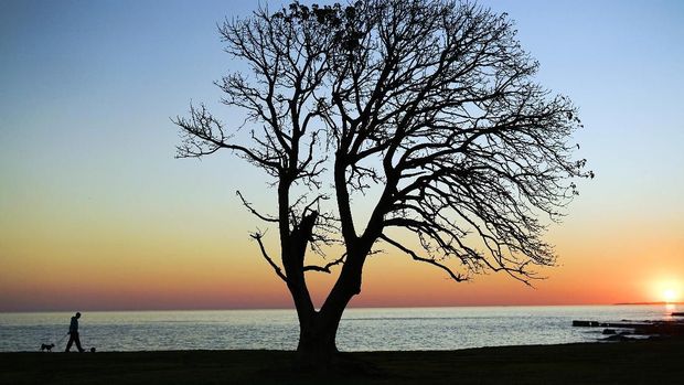 A man walks his dog near an Ombu tree in the coast of Montevideo, Uruguay,Tuesday, Aug. 23, 2016. (AP Photo/Matilde Campodonico)