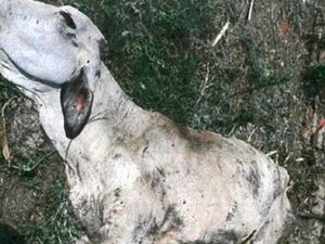 Ratusan Sapi Australia Malnutrisi dan Mati Saat Pembibitan di Indonesia