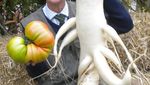 Wow! 10 Buah dan Sayur Berukuran Jumbo Ini Bikin Takjub