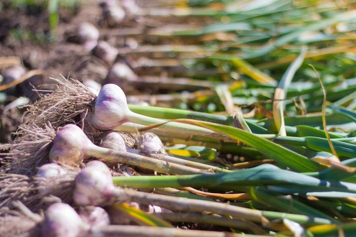 nature, food, vegetables