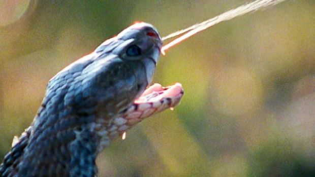 Kobra menyemburkan bisa dari taringnya. (BBC Earth)
