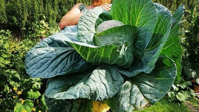 Wow! 10 Buah dan Sayur Berukuran Jumbo Ini Bikin Takjub