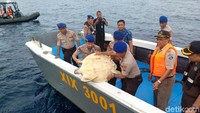 Puluhan Penyu Hijau itu pun kini telah dilepasliarkan oleh aparat kepolisian di perairan Donggala, Sulawesi Tengah, hari ini, Selasa (10/12/2019) sekitar pukul 09.20 WITA. Istimewa/Dok. Humas Polda Sulteng.