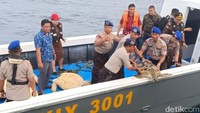 Puluhan penyu dewasa tersebut diduga adalah hasil penyelundupan yang akan diperjualbelikan di wilayah Bali. Istimewa/Dok. Humas Polda Sulteng.
