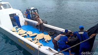 Polisi menyita 23 Penyu Hijau atau chelonia mydas dari salah satu kapal nelayan di kawasan perairan Banggai Kepulauan, Sulawesi Tengah pada Selasa (3/12) lalu. Istimewa/Dok. Humas Polda Sulteng.