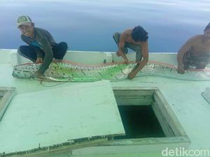 Kata Bupati soal Kemunculan Oarfish di Selayar