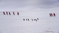 Tak ada manusia yang bisa tahan di Antartika. Penghuni asli gurun es ini adalah penguin. Banyak wisatawan yang tak melewatkan kesempatan untuk berfoto bersama mereka. (AFP/Johan Ordonez)