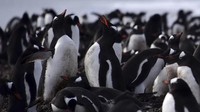 Lihatlah penguin-penguin lucu di Antartika. (AFP/Johan Ordonez)
