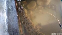 Setelah King Cobra, Kini Permukiman di Klaten Diteror Buaya Setelah King Cobra, Kini Permukiman di Klaten Diteror Buaya