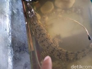 Setelah Tawon dan King Cobra, Kini Permukiman di Klaten Diteror Buaya