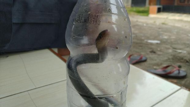 Kapur Barus Hingga Pengasapan, Warga Citayam Memburu Kobra Meresahkan
