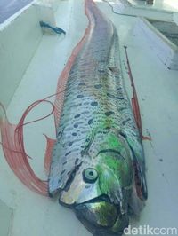 Ikan yang ditangkap Haerul panjangnya empat meter lebih