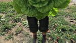Wow! 10 Buah dan Sayur Berukuran Jumbo Ini Bikin Takjub