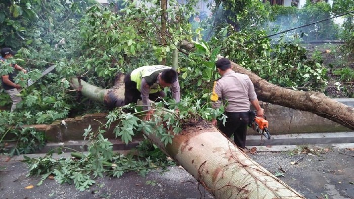 Pohon yang tumbang akibat angin kencang di Blitar/Foto: Istimewa
