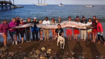 Menurut ilmuwan, hewan yang paling mendekati naga lautan adalah Giant Oarfish. Ikan ini panjang dan pipih seperti naga dan diketahui bisa tumbuh sampai 17 meter. Foto: Catalina Island Marine Institute