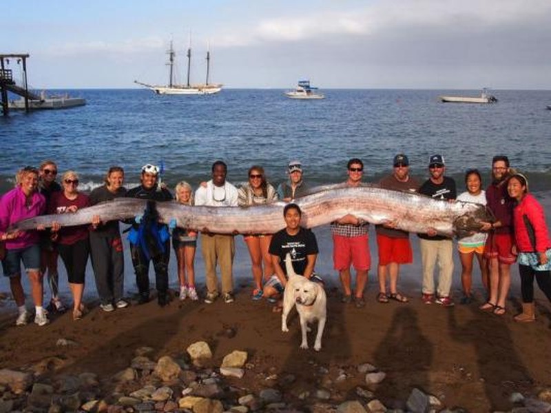 oarfish
