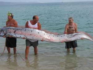 Oarfish atau Ikan Hari Kiamat: Asal-usul dan Fakta-faktanya