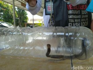 Tak Ditemukan Lagi, Pencarian Kobra di Citayam Dihentikan Hari Ini