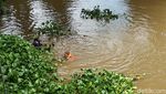 Ribuan Kilo Eceng Gondok di Sungai Cimanuk Dibersihkan