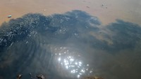 Meski telah diterbitkannya perpres Nomor 15 Tahun 2018 tentang Percepatan Pengendalian Pencemaran dan Kerusakan Daerah Aliran Sungai Citarum, masih ada saja sejumlah pabrik yang membuang limbahnya secara langsung ke aliran Sungai Citarum sehingga dapat membahayakan ekosistem di sekitar sungai tersebut.